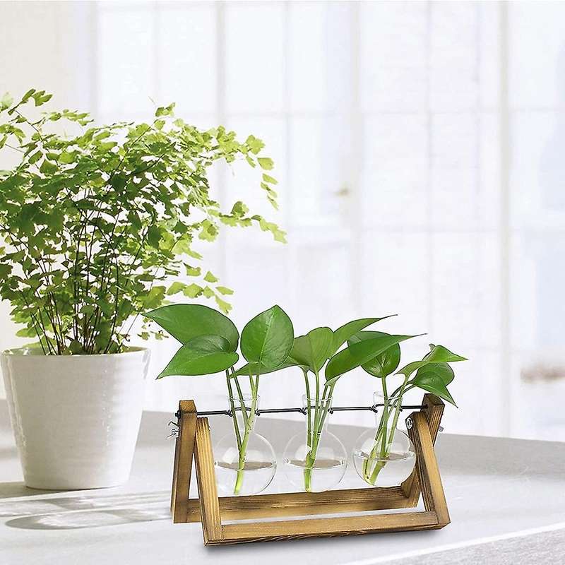 Plant Terrarium with Wooden Stand, for Hydroponics Plants Accessories