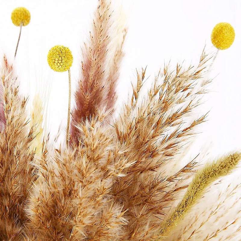 60pcs Natural Pampas Grass Dried 17.72 Inch Dried Flowers for Boho