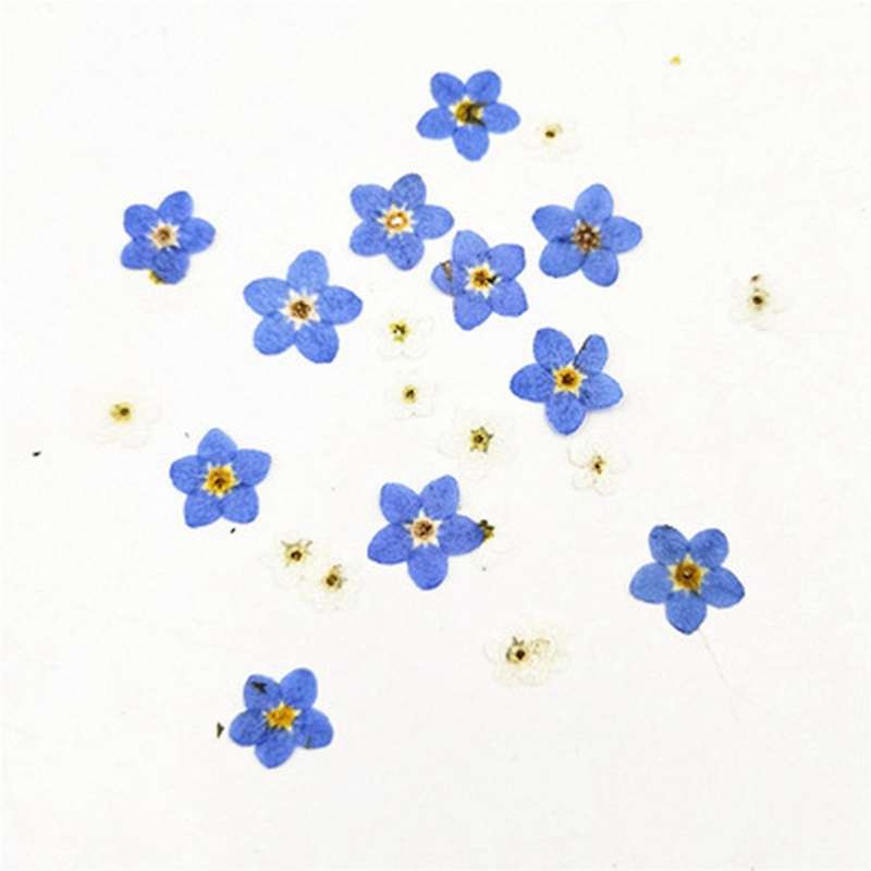 100pcs Pressed Dried Natural Mini Blue Forgetmenot Flower Plant