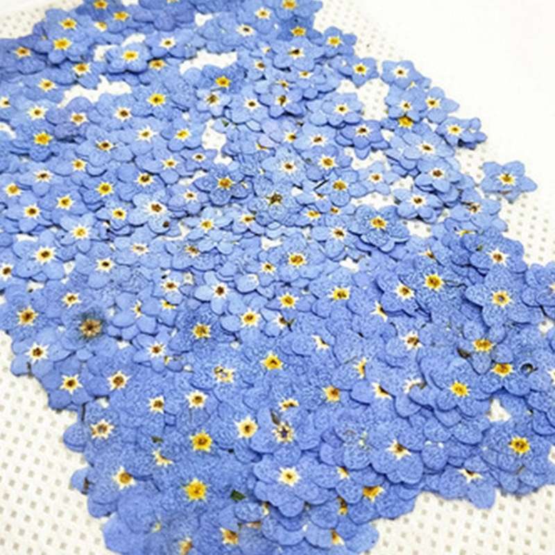 100pcs Pressed Dried Natural Mini Blue Forgetmenot Flower Plant