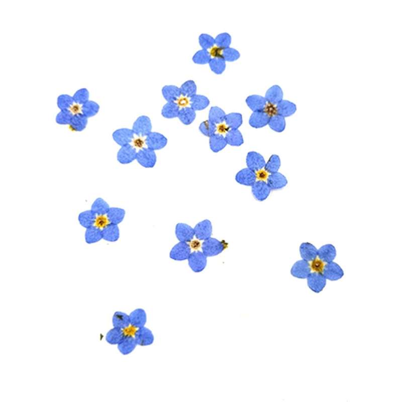 100pcs Pressed Dried Natural Mini Blue Forgetmenot Flower Plant