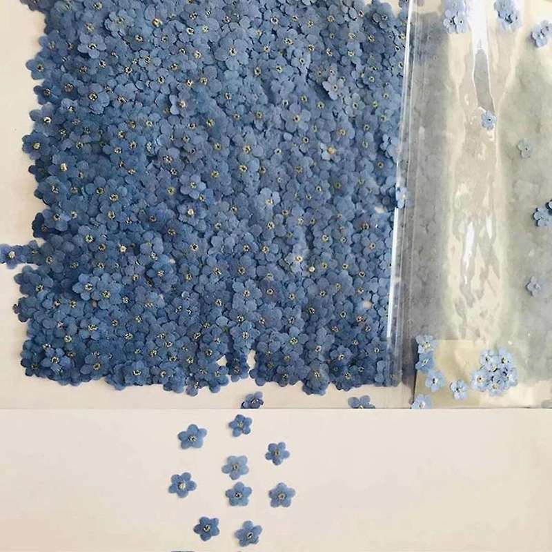 100pcs Pressed Dried Natural Mini Blue Forgetmenot Flower Plant