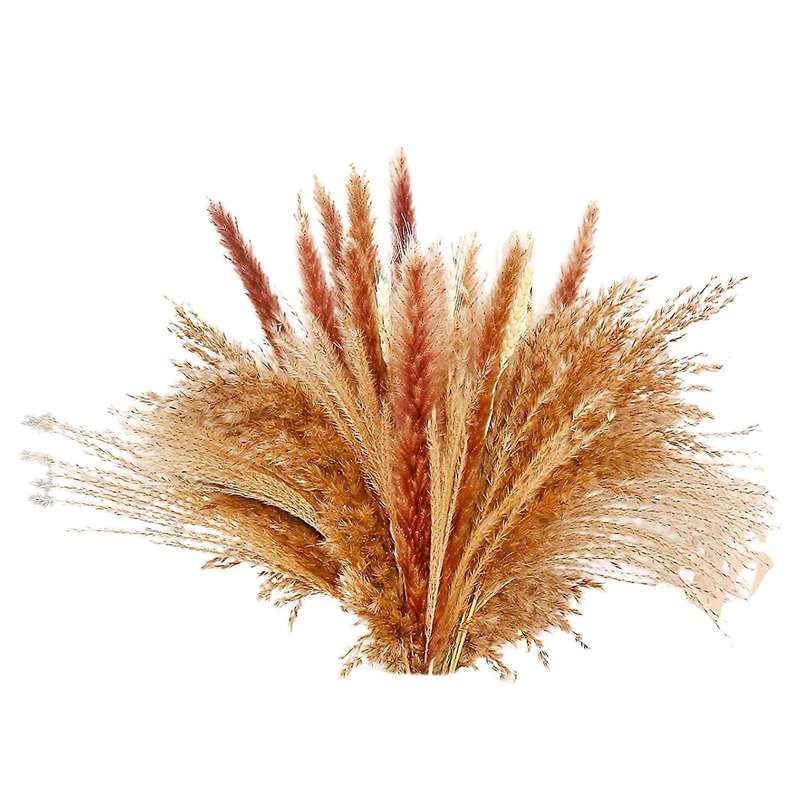 Pampas Grass Pampas Grass Decoration, for Flowers Arrangements