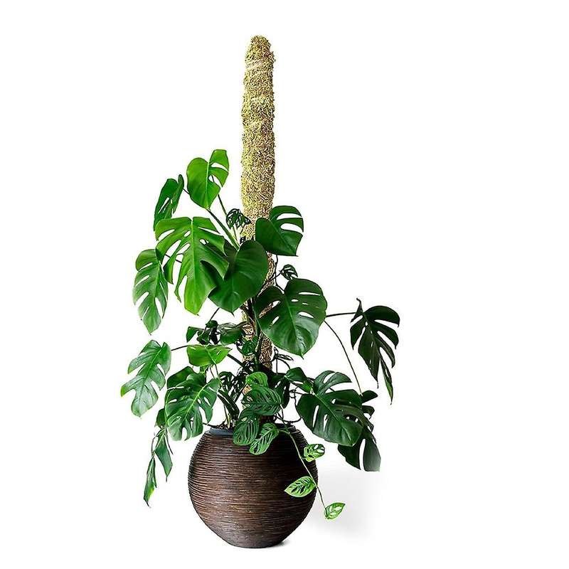 2 Pack 24 Inch Real Moss Pole for Monstera Bendable Plant Stakes