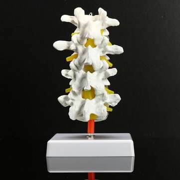 4 Part Chiropractic Human Anatomical Lumbar Vertebrae Spine Anatomy Medical Model