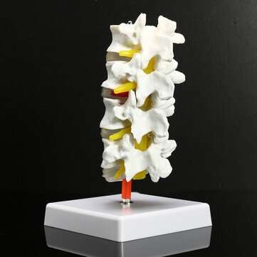 4 Part Chiropractic Human Anatomical Lumbar Vertebrae Spine Anatomy Medical Model