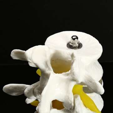 4 Part Chiropractic Human Anatomical Lumbar Vertebrae Spine Anatomy Medical Model