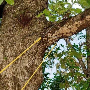 48 Inch High Reach Tree Hand Rope Chain Saw Blades on Both Side Saw Chain