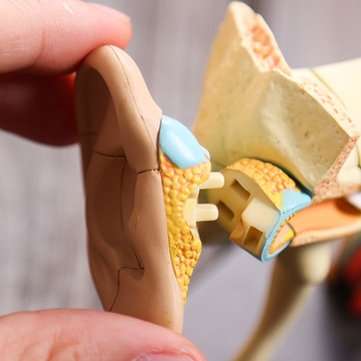 4D Vision Human Ear Anatomy Model Anatomical Learn Study Equipment