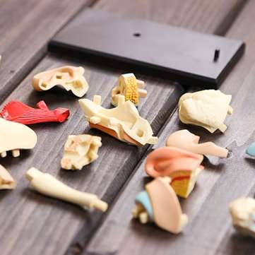 4D Vision Human Ear Anatomy Model Anatomical Learn Study Equipment