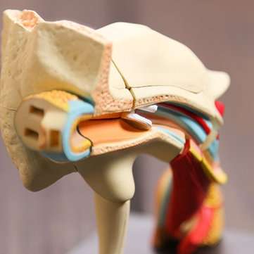 4D Vision Human Ear Anatomy Model Anatomical Learn Study Equipment