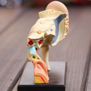 4D Vision Human Ear Anatomy Model Anatomical Learn Study Equipment