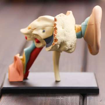 4D Vision Human Ear Anatomy Model Anatomical Learn Study Equipment