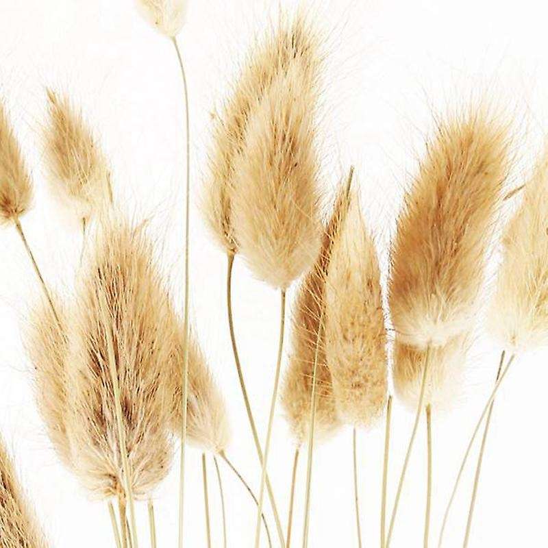 50pcs Natural Raw Color Dried Flowers Real Flower Bouquet for Home Wedding Decoration Rabbit Tail G