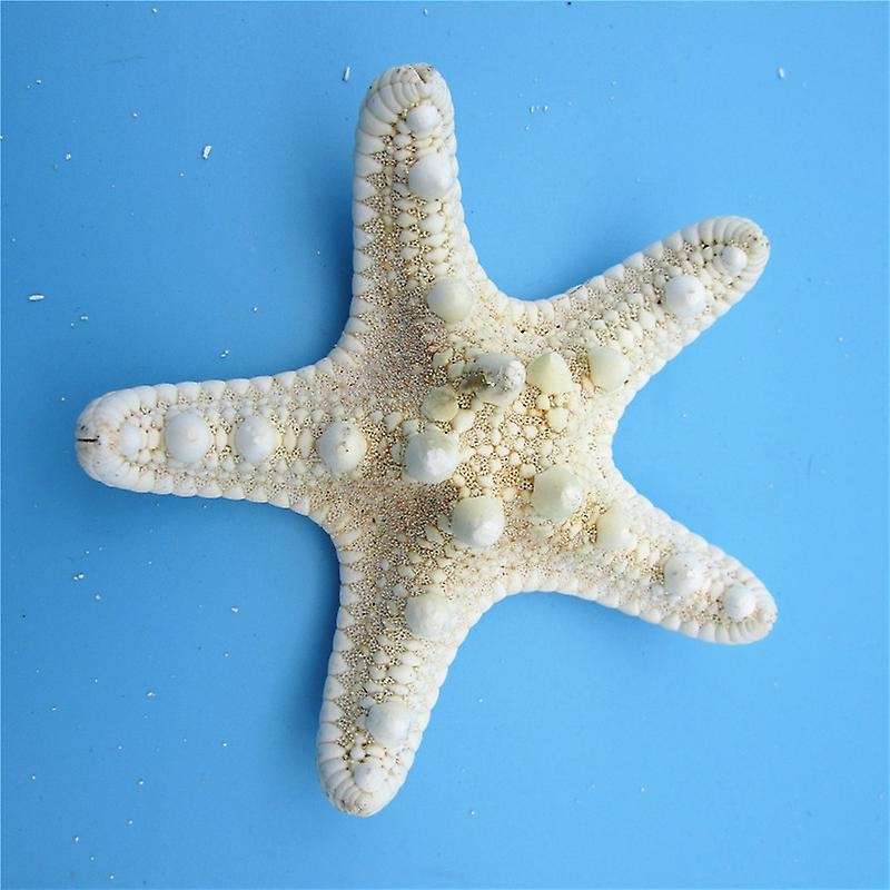 5Pcs/lots crafts white bread sea shell starfish, decorative handicrafts