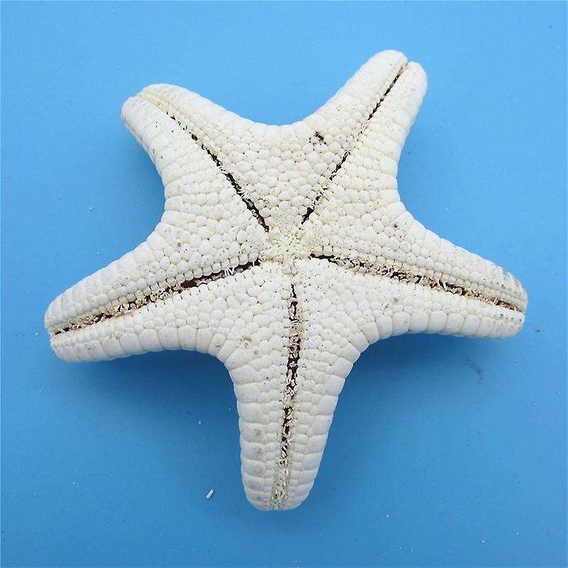5Pcs/lots crafts white bread sea shell starfish, decorative handicrafts