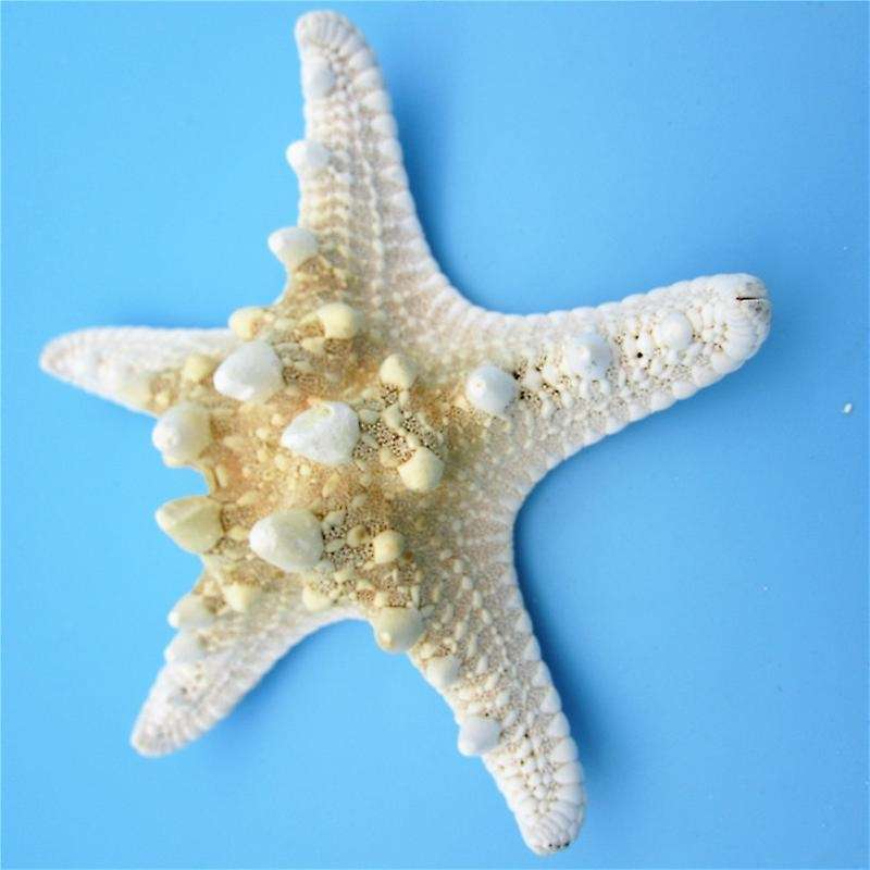 5Pcs/lots crafts white bread sea shell starfish, decorative handicrafts