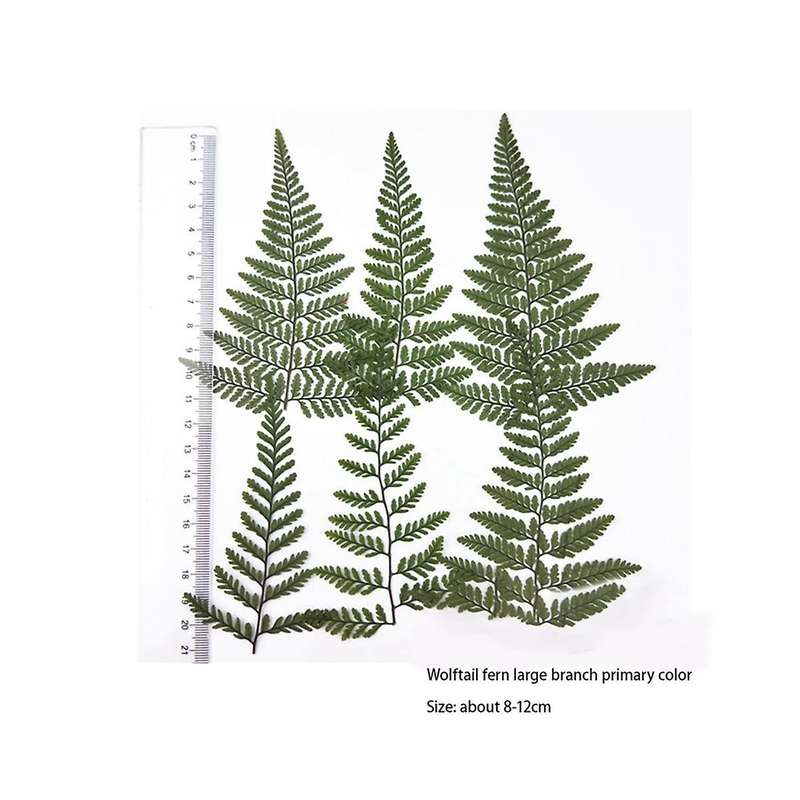 60Pcs Dried Green Fern Herbarium for DIY Jewelry Postcard Invitation Card Phone Case Pennisetum Leav