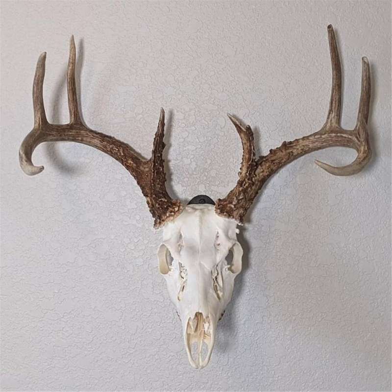 6PCS Easy European Mount Skull Hanger with American Steel - Whitetail Deer Skull Hook Mounting Syste