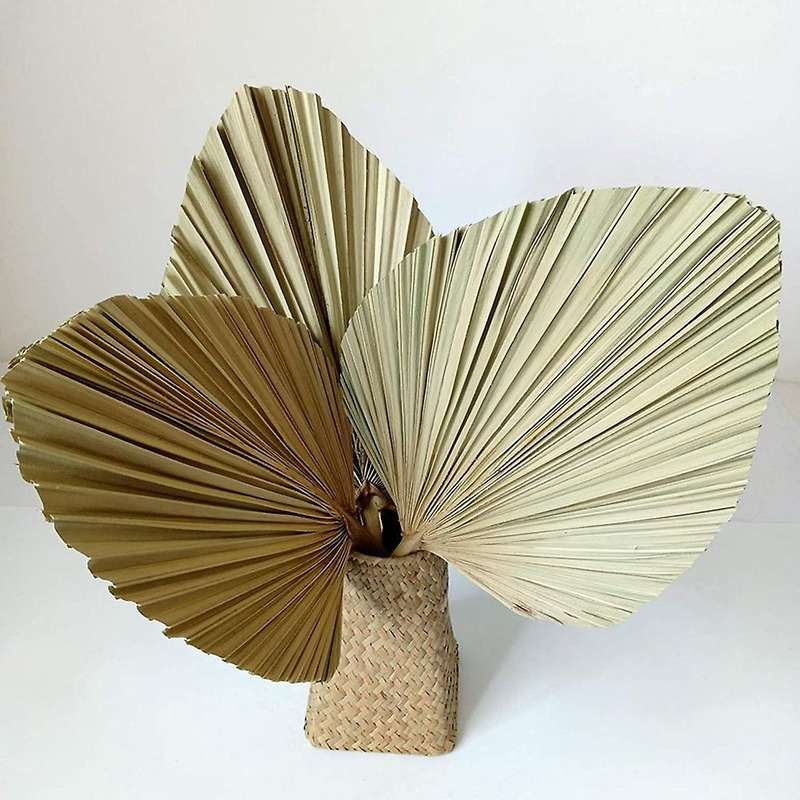 7 Pieces Dried Palm Leaves Natural Dried Fan Leaf Palm Fronds 10 Stems of Natural Dried Pampas Grass