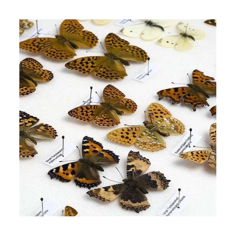 700pcs Specimen Insect Pins, Stainless Steel Insect Pins with Epoxy Resin Head Specimen Entomology