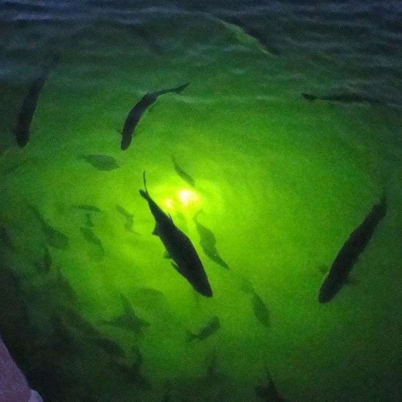 70W DC 12V LED Fishing Light 108 LED Bait Submersible Fishing Light Underwater Crappie Lure Green Ni