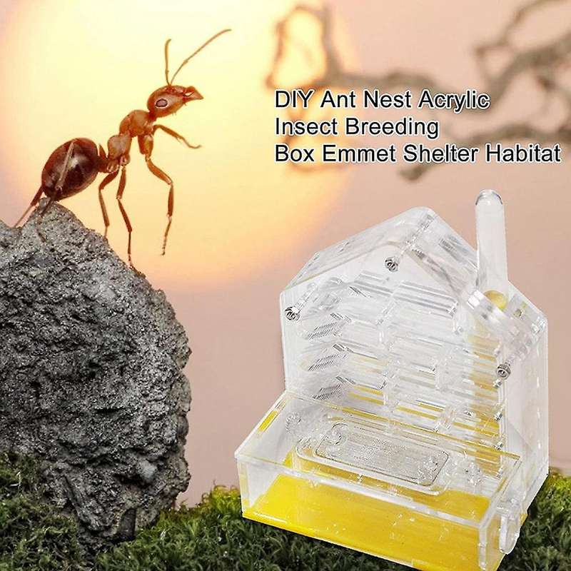 Ant Nest Ant Farm Acrylic Farm Insect Cage Display Space for Ant Feeding, Ant Feeding Farm House Ant
