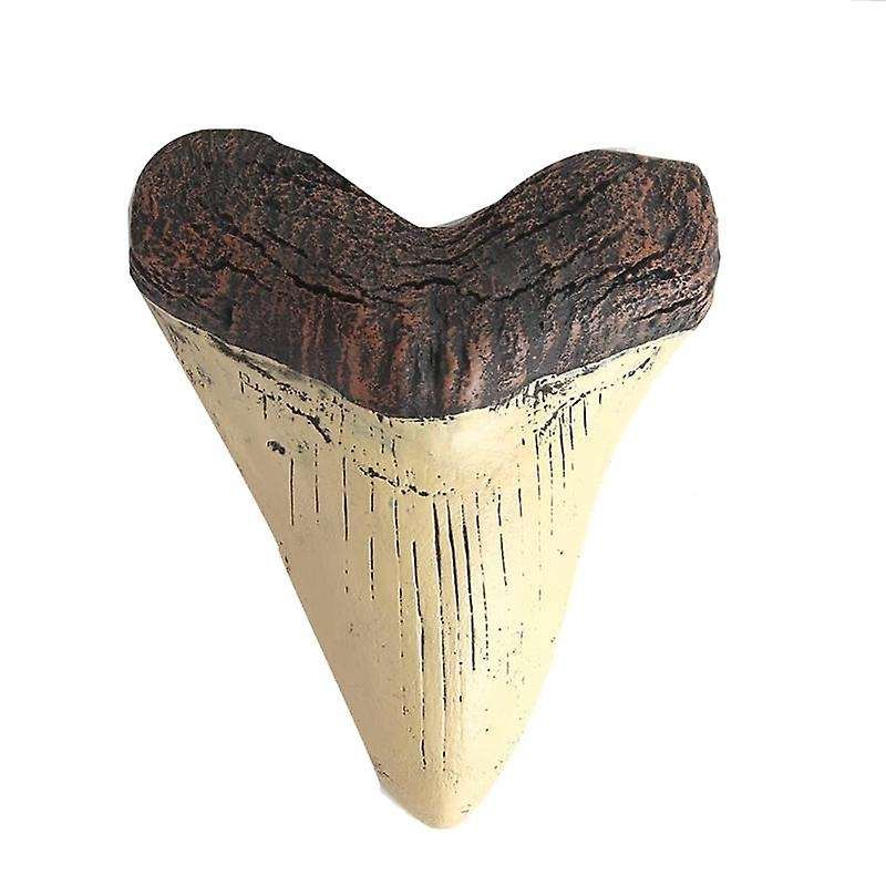 Megalodon Tooth Fossil Giant Tooth Megalodon Tooth Resin Replica