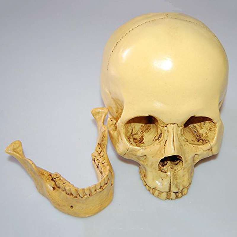 Model 1: 1 Resin Human Skull Anatomical Teaching Decoration Yellow