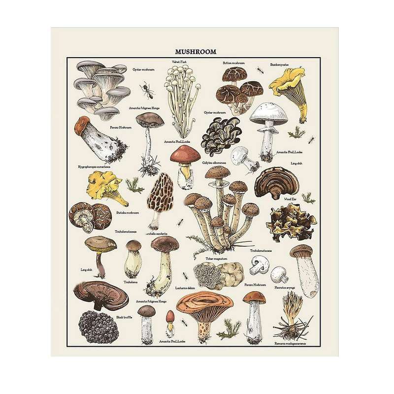 Mushroom Tapestry Vintage White Tapestry Reference Chart Colorful Vertical Tapestry Wall Hanging 51.
