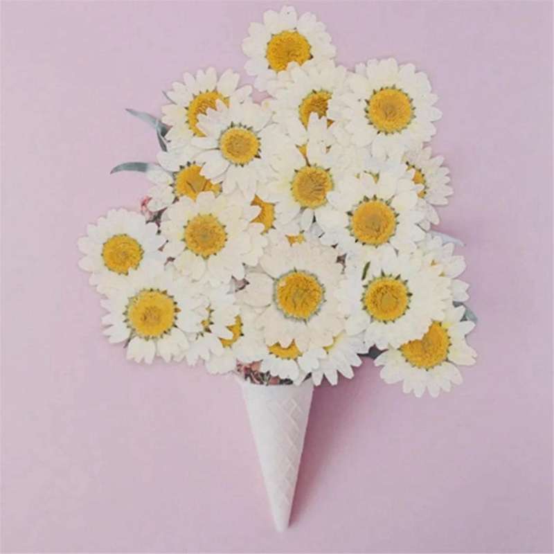 Natural Dried Flowers White Daisy Pressed Flower for Jewelry Nail Stickers Dried Chrysanthemum