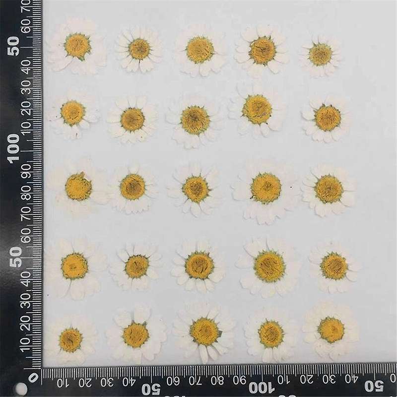 Natural Dried Flowers White Daisy Pressed Flower for Jewelry Nail Stickers Dried Chrysanthemum