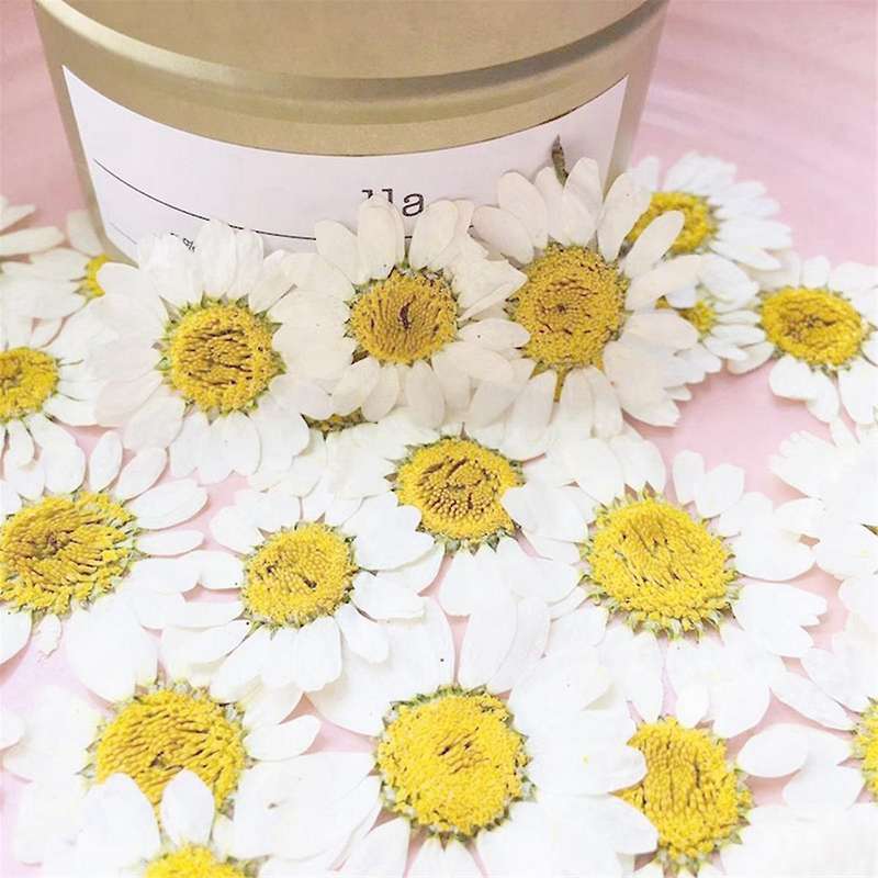 Natural Dried Flowers White Daisy Pressed Flower for Jewelry Nail Stickers Dried Chrysanthemum