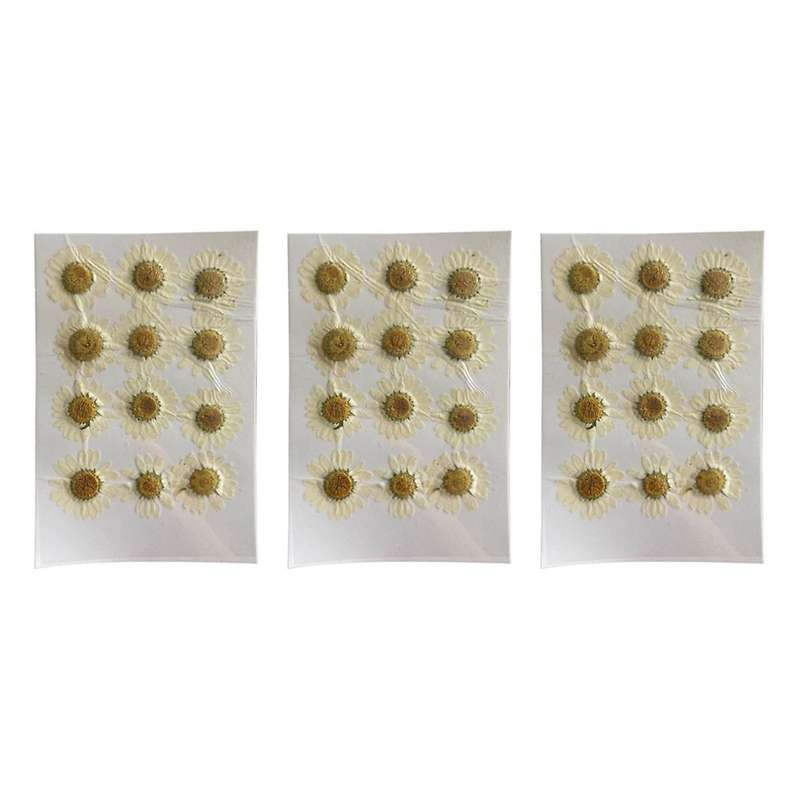 Natural Dried Flowers White Daisy Pressed Flower for Jewelry Nail Stickers Dried Chrysanthemum