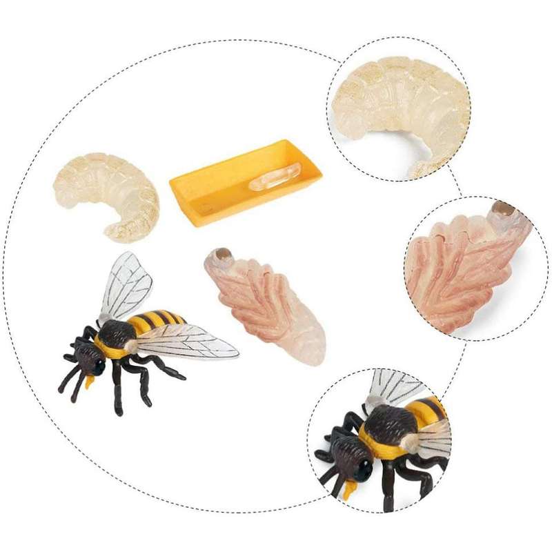 Pack Of 4 Insect Figurines Life Cycle Of Realistic Insects Figures Toys Educational Science Model T