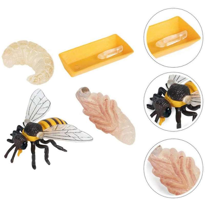 Pack Of 4 Insect Figurines Life Cycle Of Realistic Insects Figures Toys Educational Science Model T