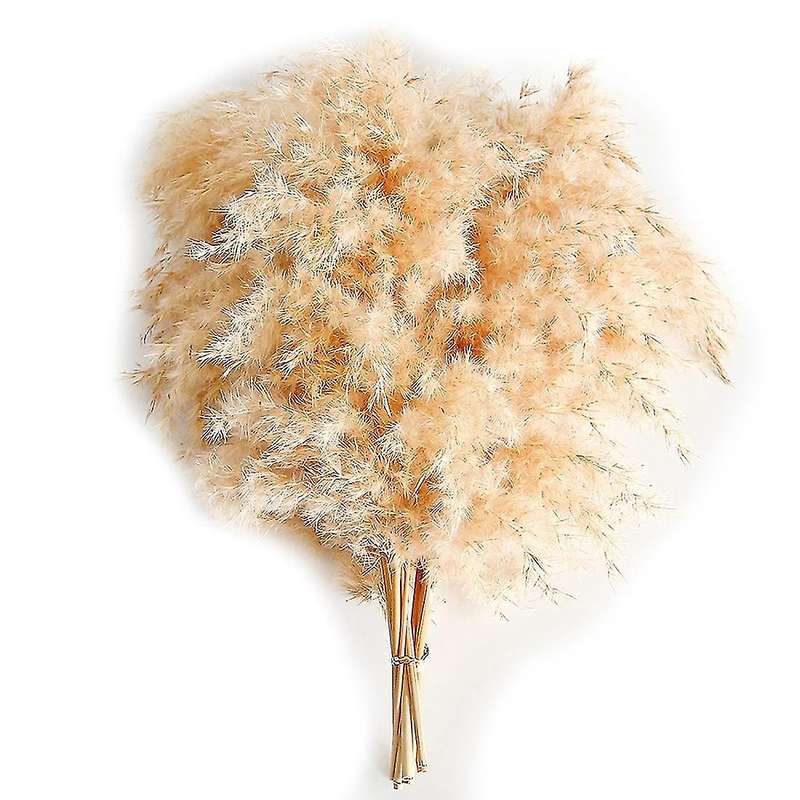 Fluffy Pompas Floral, Natural Dried Pampas Grass( Beige 20pcs)