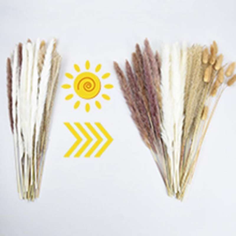 100pcs Natural Dried Pampas Grass Fluffy Stems Dry Pampas Bouquets