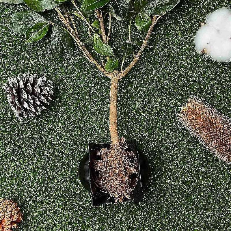 20pcs 8cm Plant Rooting Equipment High Pressure Propagation Ball