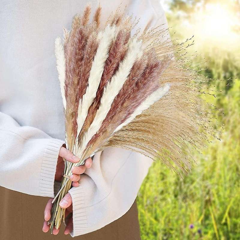 Dried Pampas Grass,natural Dried Pampas Grass,fluffy Pampas for Boho