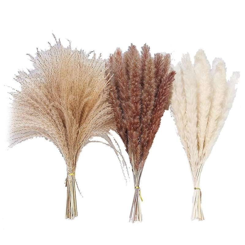 Dried Pampas Grass,natural Dried Pampas Grass,fluffy Pampas for Boho