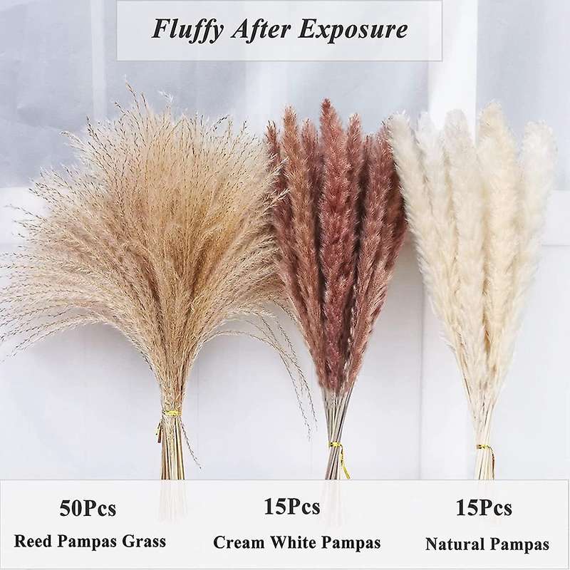 Dried Pampas Grass,natural Dried Pampas Grass,fluffy Pampas for Boho