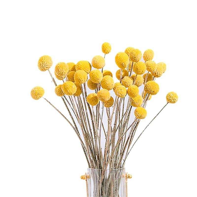 80pcs Dried Craspedia Flowers Dried Billy Button Balls Flowers