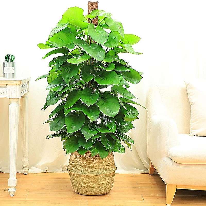 4 Pcs 15.7 Inch Coir Moss Totem Pole for Creepers Plant Support