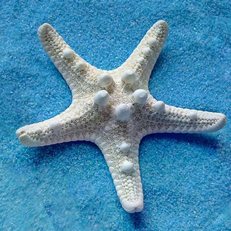 2pcs Natural Starfish Sea Star Shell Making Diy Craft Decor