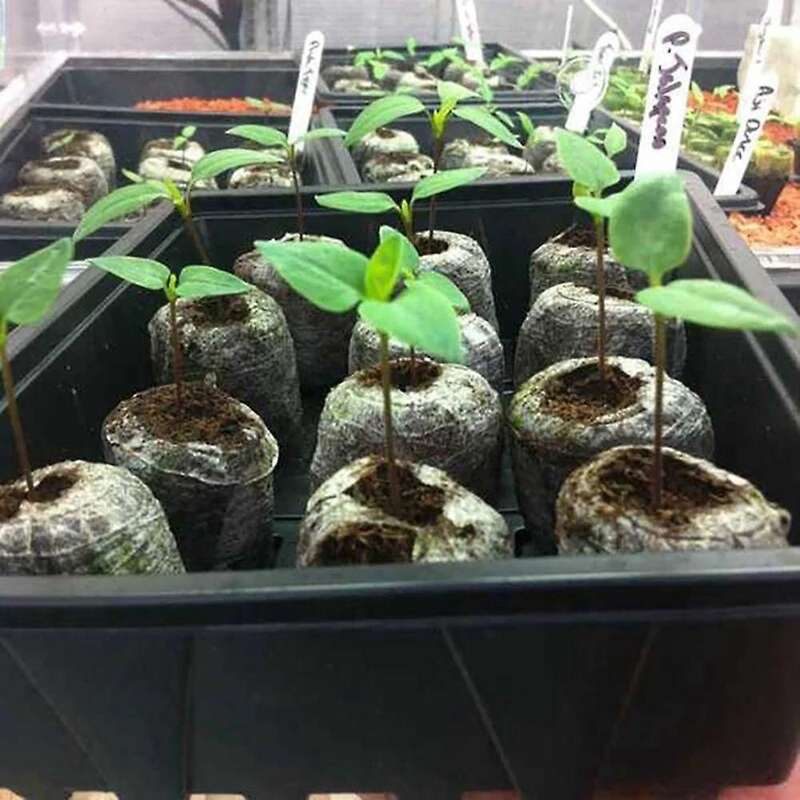 110 Pcs Professional Peat Pellets Plant Starting Soil Block Seedling