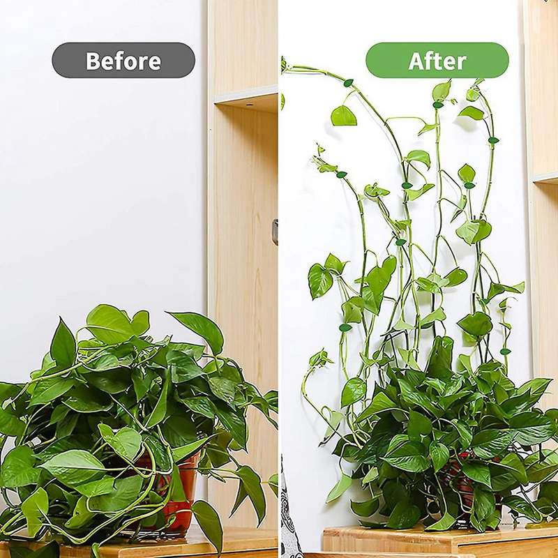 Plant Clips with Adhesive Pads for Climbing and Hanging