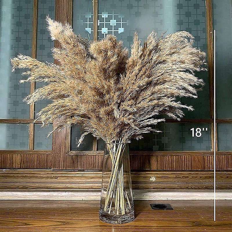 Coffee Table Decor Dried-pampas-grass Floral-50-stems Small-pompous
