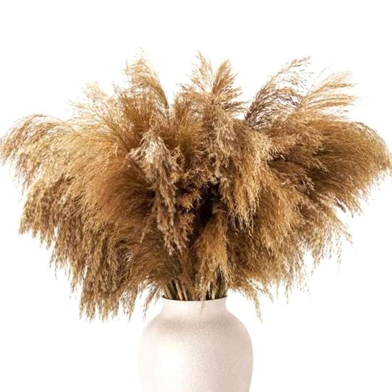 Coffee Table Decor Dried-pampas-grass Floral-50-stems Small-pompous