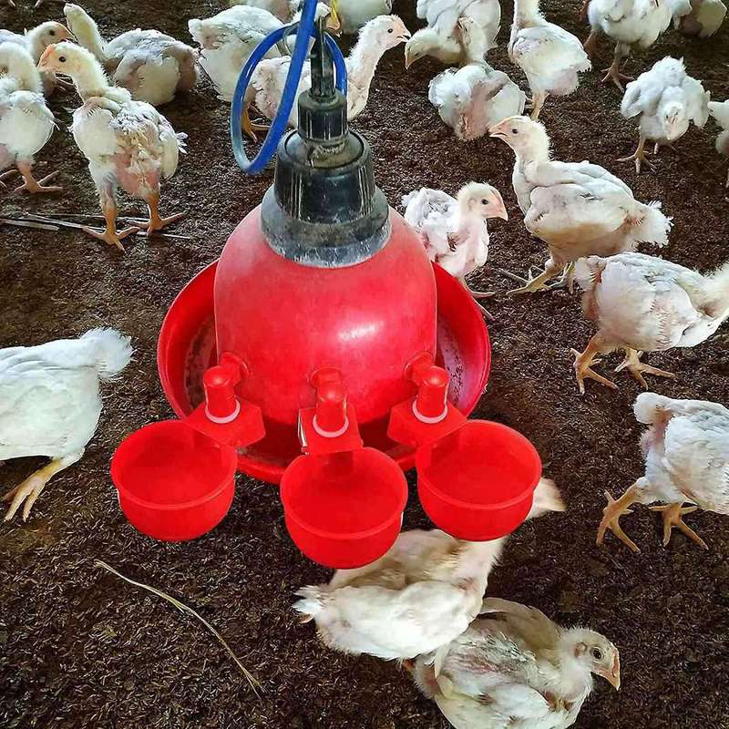 12pcs Chicken Watering Cup Automatic Filling Waterer Poultry Drinking